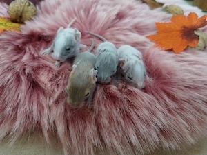 Niedliche Degu Kids in Sonderfarben:Lilac-Schecke,Sand suchen demnächt ihr First Class Hotel