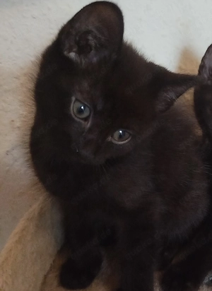 Katzenbabys 