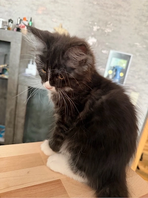 Maine Coon XL Maine Coon Kitten 