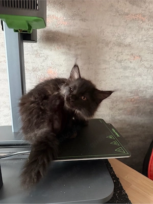 Maine Coon XL Maine Coon Kitten 