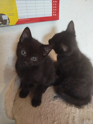 kitten zu verkaufen 