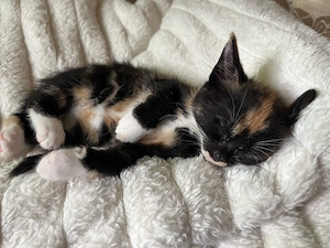 Dreifarbige Baby Katze Kätzchen in liebevolle Hände abzugeben weiblich