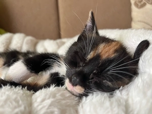 Dreifarbige Baby Katze Kätzchen in liebevolle Hände abzugeben weiblich