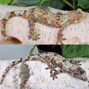 Flechtengecko  Mniarogekko Chahoua Pine Island