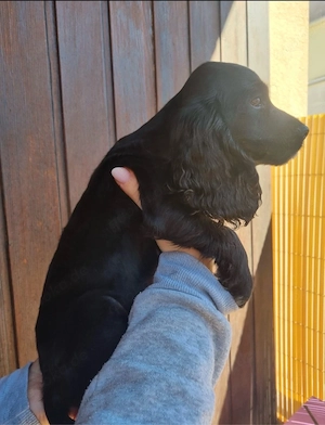 cocker spaniel rüden 