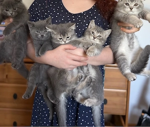 BKH katzenbaby