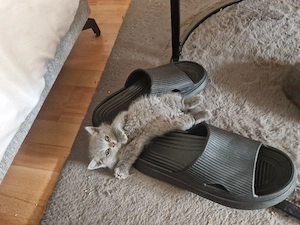 Britische kurz harr -katzen