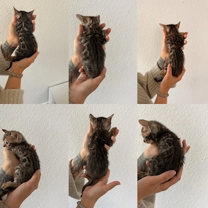 babykatzen 
