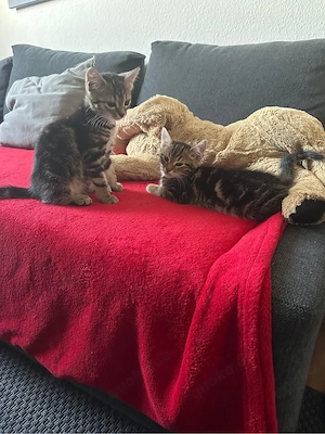 Wunderschöne Kätzchen Kitten zu vermitteln