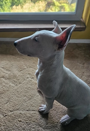 Miniatur Bullterrier in liebe Hände abzugeben