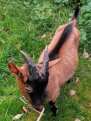 Harzer Ziegenbocklamm 