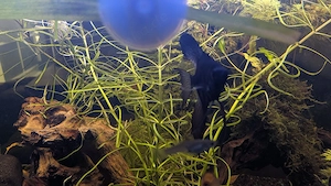 Aquarium mit Unterschrank 