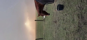 Offenstall 31535 Bild 7