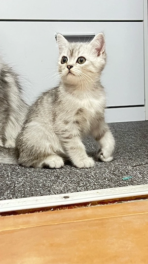 Süßer BKH-Kater (Kitten) sucht ein Zuhause   