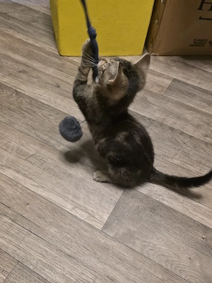 Hauskatze bkh main coon mix. geimpft sucht zuhause 