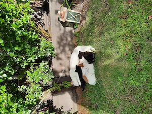 Katzen  in liebevolle  Hände anzugeben 