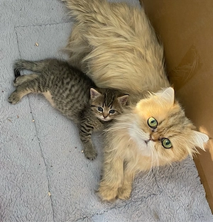 Perser-EKH-Kitten