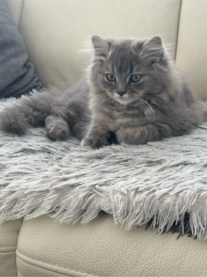 2 Britisch Langhaar Kater   ca. 3 Monate   geimpft