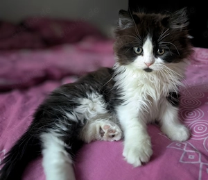 Britisch Langhaar (BLH) Kitten, Zuckersüße Katerchen suchen ein Zuhause