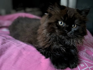 Britisch Langhaar (BLH) Kitten, Zuckersüße Katerchen suchen ein Zuhause