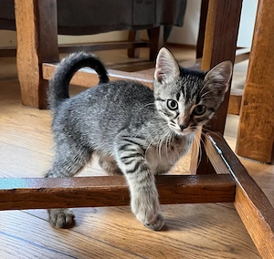Babykatze, junger Kater