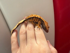 Kronengecko - Correlophus ciliatus