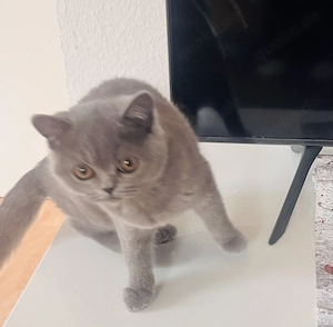Süße BKH-Mädchen  