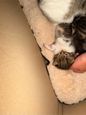    4 süße Katzenbabys suchen ab Dezember ein liebevolles Zuhause