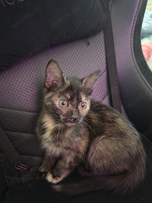 Wunderschönes Maine-Coon-Mix Kitten sucht liebevolles Zuhause