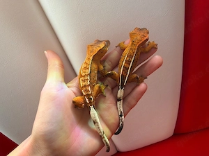 Kronengecko - Correlophus ciliatus