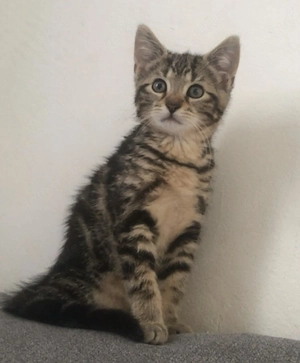 Hauskatze Baby Katze 