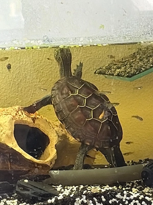 wasserschildkröte 