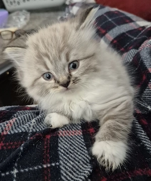 Sibirsche katzenbaby 