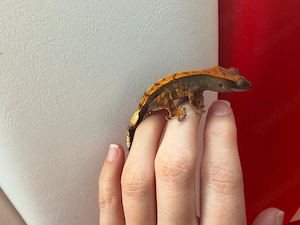 Kronengecko - Correlophus ciliatus