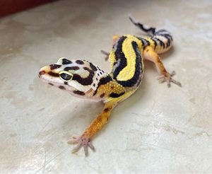 Bold Stripe het. EC p.h Tremper Leopardgecko Jungtiere ENZ 26