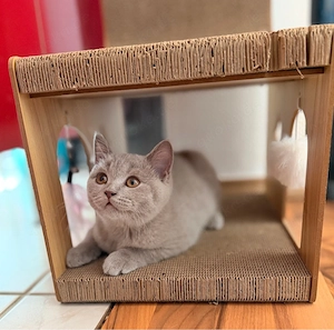   lilac Kitten auszugsbereit