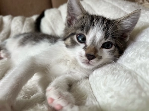 Katzen Baby Kater weiß getigert Kätzchen sucht liebevolles zu Hause