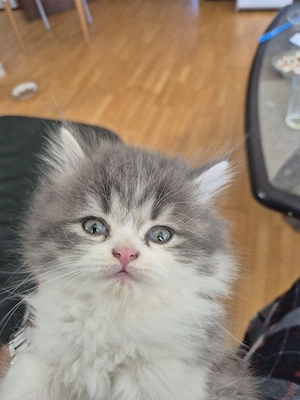 Sibirsche katzenbaby 