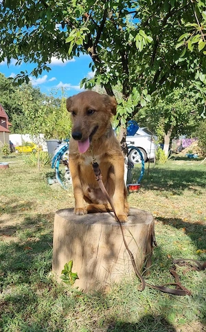 Max, fröhlicher Hund sucht neues Zuhause