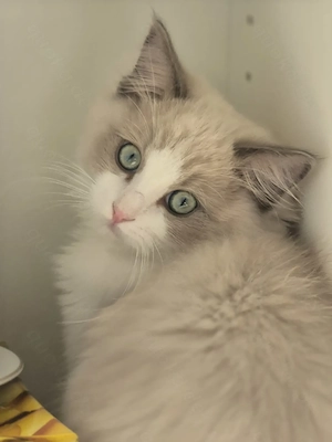 Wunderschöne Ragdoll Kitten mit Stammbaum 