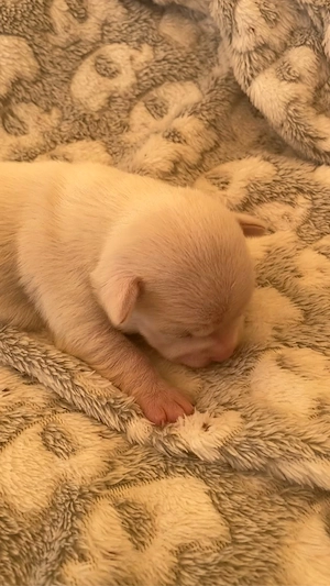 chihuahua welpen