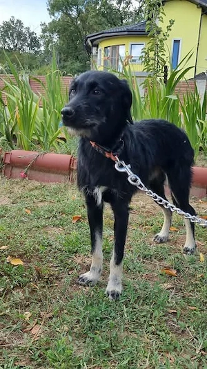 Zoe, kleine Hündin sucht neues Zuhause