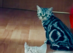 BKH Kitten