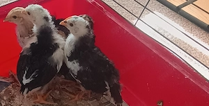 Hahn schwedisches Blumenhuhn 