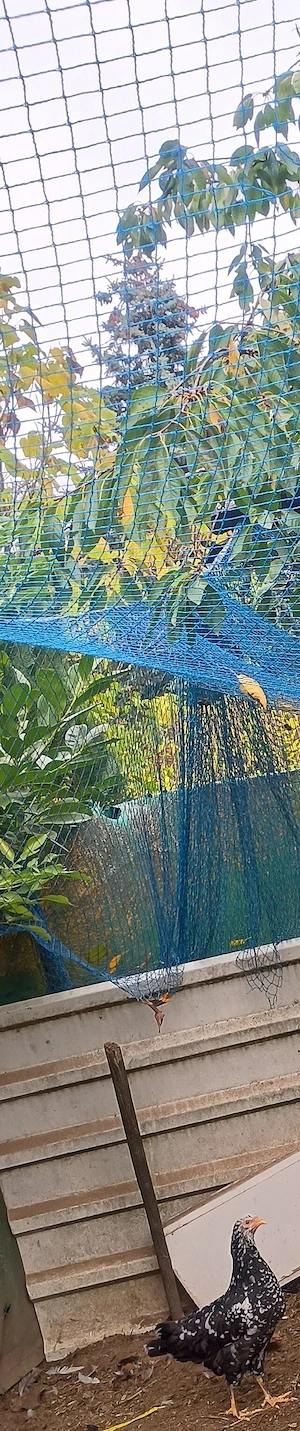 Hahn schwedisches Blumenhuhn 