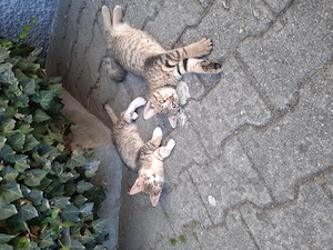 Bauernhofkatze, Babykatze ab sofort abzugeben 