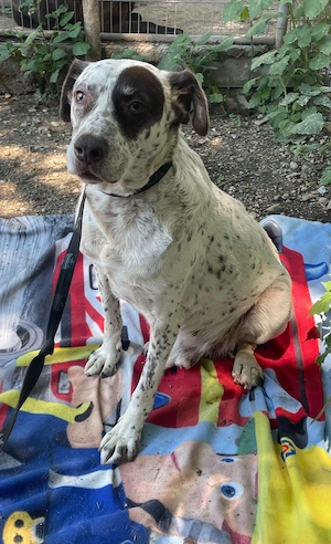 Pata, schüchterner Hund sucht neue Familie