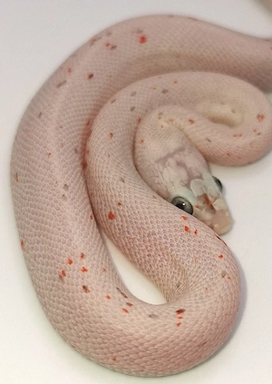 Kornnatter Rarität 1.0 Microscale Palmetto het Motley 50% Anery, Caramel, Amel, Stripe 25% Hypo 