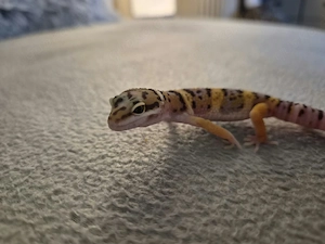 Mack snow Green Afghan tangerine Mix 