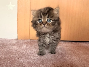 BKH Kitten 5 Wochen alt